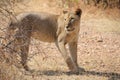 Female lion at ruaha national park tanzania Royalty Free Stock Photo