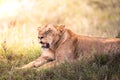 female lion in savannah Afika in Kenya, Masai Mara