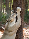 Female lion scratching tree bark