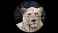 Female Lion Seen in Gun Rifle Scope. Wildlife Hunting. Poaching Endangered, Vulnerable, and Threatened Animals