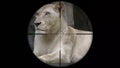 Female Lion Seen in Gun Rifle Scope. Wildlife Hunting. Poaching Endangered, Vulnerable, and Threatened Animals