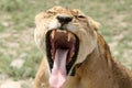 Female Lion - Serengeti Safari, Tanzania, Africa