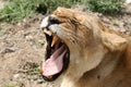 Female Lion - Serengeti Safari, Tanzania, Africa