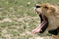 Female Lion - Serengeti Safari, Tanzania, Africa