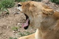 Female Lion - Serengeti Safari, Tanzania, Africa