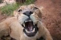 Female lion showing teeth , looking at camera