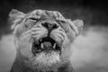 Female lion shows her razor sharp and slightly broken teeth