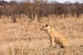 Female lion sitting in the grass