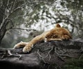 Female Lion Sleeping Royalty Free Stock Photo