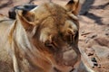 A female lion sleeping in the afternoon sun Royalty Free Stock Photo