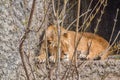 Female Lion Sleeping Behind Bushes At Artis Zoo Amsterdam The Netherlands Royalty Free Stock Photo