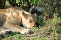 Female lion sleeping and resting in the bush Royalty Free Stock Photo