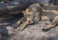 Female lion sleeping on rock Royalty Free Stock Photo