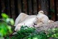 A Female Lion Sleeping On The Rock. Royalty Free Stock Photo