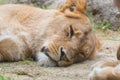 Female lion sleeping on sand. Royalty Free Stock Photo