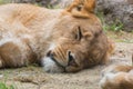 Female lion sleeping on sand. Royalty Free Stock Photo