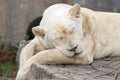 Female lion sleeping Royalty Free Stock Photo