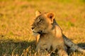 Female lion South Africa Royalty Free Stock Photo