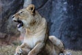 Female African Lion waking from an afternoon nap II Royalty Free Stock Photo