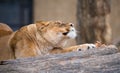 Female Lion stretching Royalty Free Stock Photo