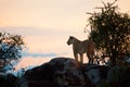 Female lion at sunset. Serengeti, Tanzania