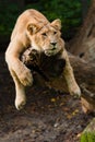 Female lion in a tree Royalty Free Stock Photo