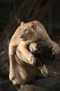 Female lion in a tree Royalty Free Stock Photo