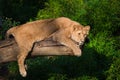 Female lion in a tree Royalty Free Stock Photo