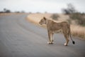 Female lion walking on the road with a blurred background Royalty Free Stock Photo