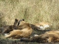 Female lion wearing tracking radio collar in Serengeti National Park