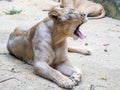 A female lion yawning Royalty Free Stock Photo