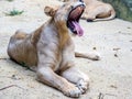 A female lion yawning Royalty Free Stock Photo