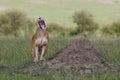 Female lion yawning next to a pile of soil