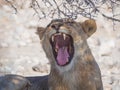 Female lion yawning and showing sharp teeth and tongue under thorny bush in Etosha National Park, Namibia, Africa Royalty Free Stock Photo