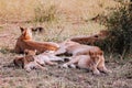 Female Lion and young lions lie on ground of Serengeti Savanna Grumeti reserve - African Tanzania Safari trip Royalty Free Stock Photo