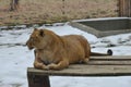 Female lion in the zoo on winter Royalty Free Stock Photo