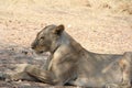 Female lionduring day time at ruaha national park tanzania Royalty Free Stock Photo