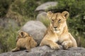 Female lioness and her lion cub lying on a large rock in Serengeti in Tanzania Royalty Free Stock Photo