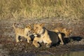 Female lioness and her two lion cubs resting in morning sunlight in Savuti in Botswana