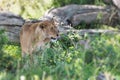 Female lioness licking it`s nose in grass