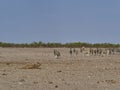 female lioness in the plains of Etosha National Park Namibia Royalty Free Stock Photo