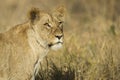 Female lioness portrait