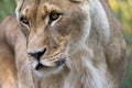 female lioness predator extreme closeup animal portrait Royalty Free Stock Photo