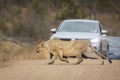 Female lioness stalking prey while crossing a dirt road in Kruger Park with cars waiting in the background Royalty Free Stock Photo