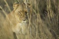 Female lioness walking through grass Royalty Free Stock Photo