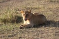 Female Lioness in the wild maasai mara Royalty Free Stock Photo