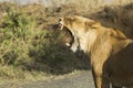 Female lioness yawning