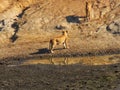 Female lionesses drinking water