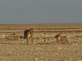 female lionesses in the plains of Etosha National