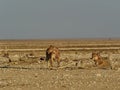 female lionesses in the plains of Etosha National